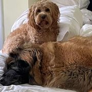 Leonbergers from Pride Rock