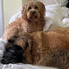 Leonbergers from Pride Rock
