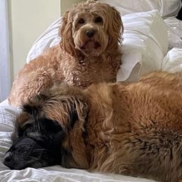Leonbergers from Pride Rock