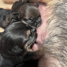 Border Terrier Puppies from Devonwood Border Terriers