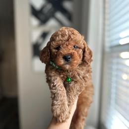 Yellow Collar Boy - Red  male Poodle puppy in Charlotte, North Carolina from Bruno & Co. Puppies