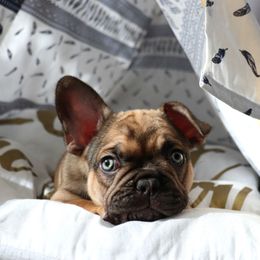 French Bulldog Puppies from French Vanilla Frenchies