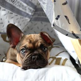 French Bulldog Puppies from French Vanilla Frenchies