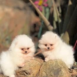 June - Cream female Pomeranian puppy in Stockton, California from Pommiepalace