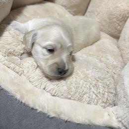 1st Born ee Cream - Cream female Dachshund puppy in Rochester, Washington from Curtiss Dachshunds
