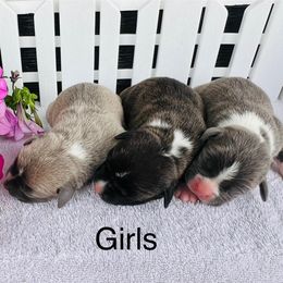 American Pit Bull Terrier and Greyhound Puppies from West Winds American Pit Bull Terriers