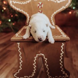 Boy 3 - White male Siberian Husky puppy in Solon Springs, Wisconsin from Snowfall Siberians