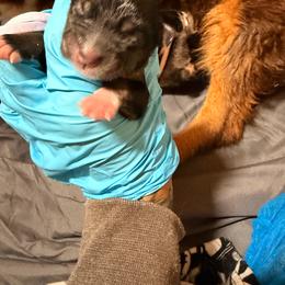 Katmai - Black tri female Miniature Australian Shepherd puppy in Macomb, Missouri from Show Me MO Aussies