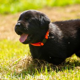 Labrador Retriever Puppies from Puzzles Labradors