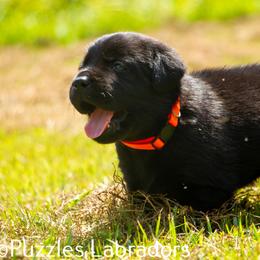 Labrador Retriever Puppies from Puzzles Labradors