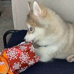 Siberian Husky Puppies from Xk siberians