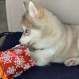 Siberian Husky Puppies from Xk siberians