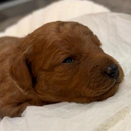 Dixie - Red female Cavapoo puppy in Pasco, Washington from Beth's Cavapoos