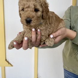 Bernedoodle and Labradoodle Puppies from Royal Doodles
