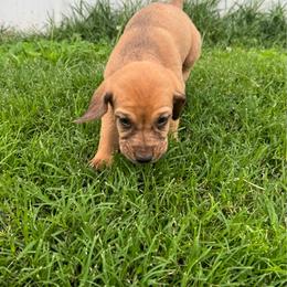 Boy 2 - Red male Bloodhound puppy in Tahlequah, Oklahoma from HNH Hounds