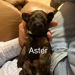 Aster light Green Collar - Brown male Whoodle puppy in Pima, Arizona from Schmidt's K9s