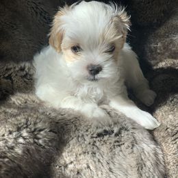 Boy 1 - White Shihpoo puppy in Rockwall, Texas from Pheasant Hill Farms