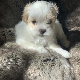 Boy 1 - White Shihpoo puppy in Rockwall, Texas from Pheasant Hill Farms