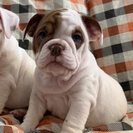 Precious girl - Red and white female Bulldog puppy in Granada Hills, California from Bliss Bulldogs