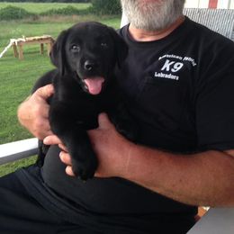 Labrador Retriever Puppies from American Patriot Labradors