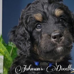 Aussiedoodles, Bernedoodles, Goldendoodles, and Sheepadoodles from Johnson's Doodles
