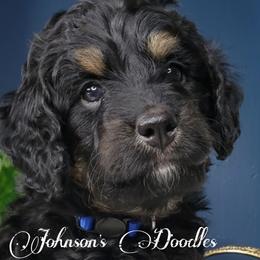 Aussiedoodles, Bernedoodles, Goldendoodles, and Sheepadoodles from Johnson's Doodles