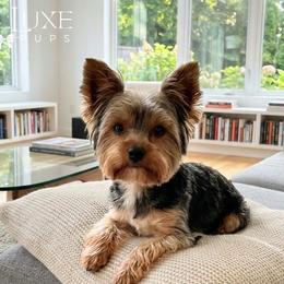 Cowboy - Blue and gold male Yorkshire Terrier puppy in Scottsdale, Arizona from Lil Luxe Pups