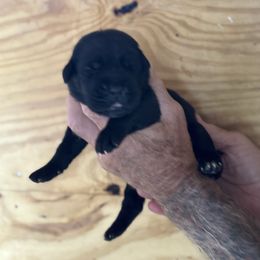 Girl 6 - Black female Cane Corso puppy in Paris, Texas from Knucklehead Cane Corso