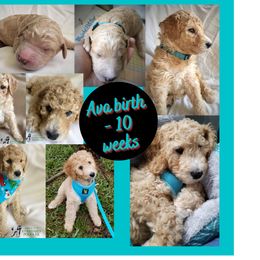Poodle Puppies from Derby Family Poodle