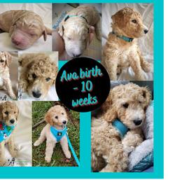 Poodle Puppies from Derby Family Poodle