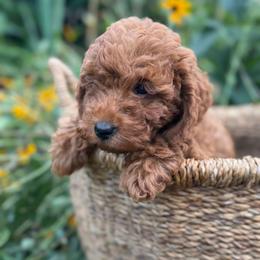 Laurel - Red female Cavapoo puppy in Putnam, Connecticut from Driftwood Acres