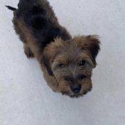 Girl 4 - Tawny Briard puppy in Spring Green, Wisconsin from Redame Briards