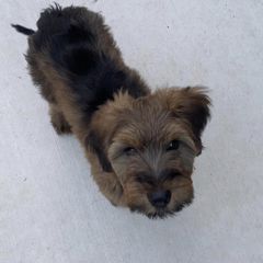 Girl 4 - Tawny Briard puppy in Spring Green, Wisconsin from Redame Briards