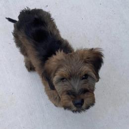 Girl 4 - Tawny Briard puppy in Spring Green, Wisconsin from Redame Briards