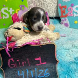 Patty - Blue and tan female Dachshund puppy in Bigfork, Minnesota from Dachshunds Up North