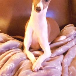 Irry - Italian Greyhound