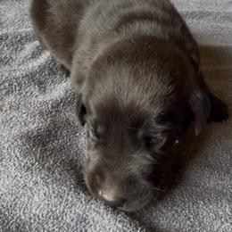 Red - Black male Labrador Retriever puppy in Kinta, Oklahoma from Beaver Creek Kennels