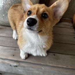 Pembroke Welsh Corgi Puppies from Inland Empire Corgis