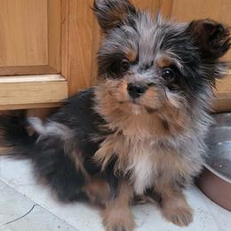Peanut Butter - Blue merle male Pomeranian puppy in Kettle Falls, Washington from Smallstar Puppys