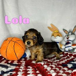 Lola - Red female Dachshund puppy in Monitor, Washington from Shannon Dolly’s Dachshunds