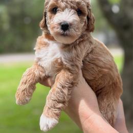 Latte - Cream male Goldendoodle puppy in Hamilton, Alabama from Sweet Doodles of Alabama