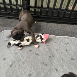 Girl 3 - Brindle female Boxer puppy in Lakeland, Florida from Cote's Boxers