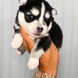 Duke - Black and white male Pomsky puppy in Mc Callsburg, Iowa from SZ Rolling Acres LLC