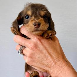 Bonnie - Chocolate and tan female Dachshund puppy in Alva, Florida from Salty C's Dachshunds
