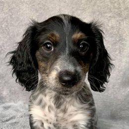 Dachshund, Great Dane, and Yorkshire Terrier Puppies from WZ Kennels