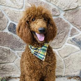 Kash - Goldendoodle