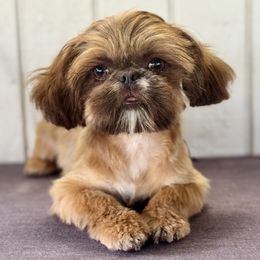 Bean - Liver male Shih Tzu puppy in Mountain View, Hawaii from Krazy Island Shih Tzu