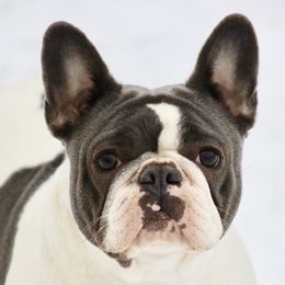 Maggie - French Bulldog