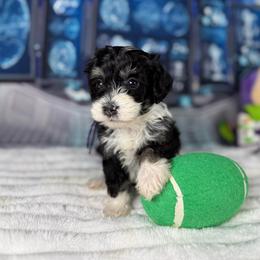 Artemis - Tri-color female Bernedoodle puppy in Lake Panasoffkee, Florida from Donnas Deluxe Doodles LLC
