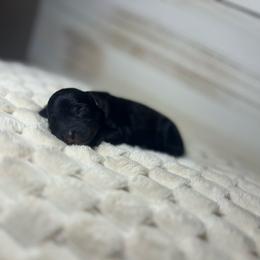 Mako - Black male Cavapoo puppy in Quitman, Mississippi from P&D Palace